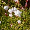 Oxalis versicolor